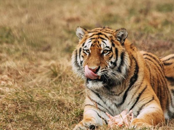 Тигрица, которую нашли на трассе в Хабаровском крае, умерла