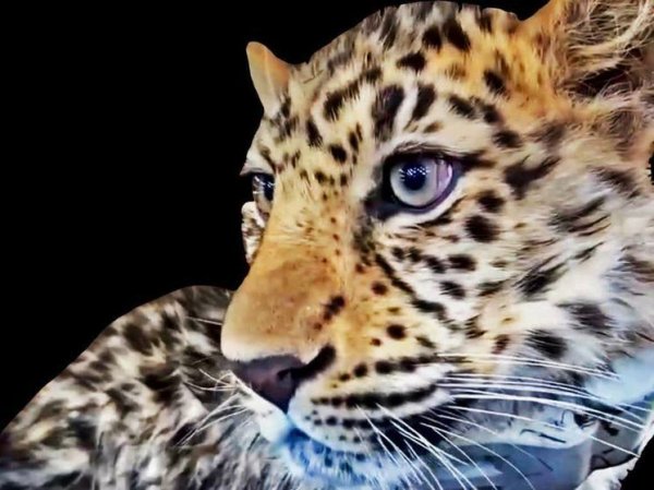 Спасенный леопард Leo 260M обнаружен в Лазовском заповеднике