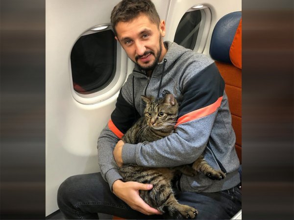 Умер толстый кот Виктор, которого не хотели пускать в самолет
