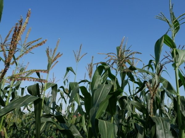 Субсидиям на кукурузу быть: польские фермеры прекратили забастовку