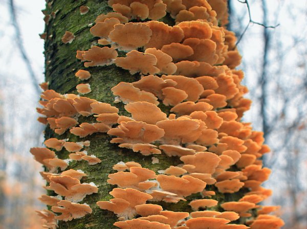 От опенка до вешенки: в заснеженных лесах пошли съедобные грибы