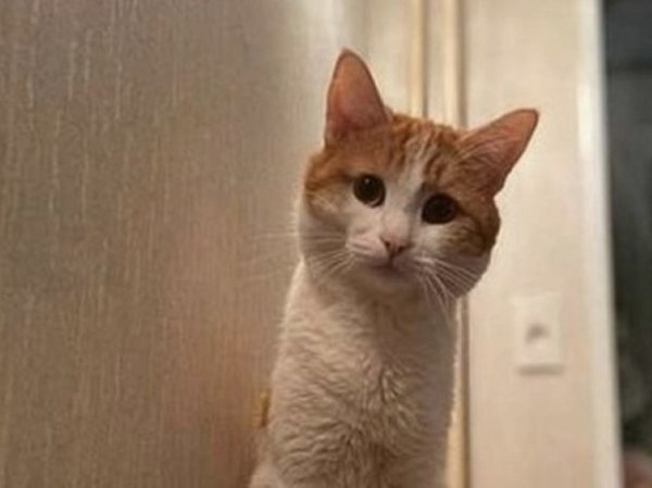 «Животное не человек»: в РПЦ высказались по поводу наказания проводницы, выбросившей кота