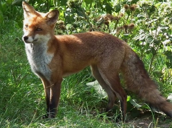В Краснодарском крае могут разрешить круглогодичную охоту на волков, лис и шакалов