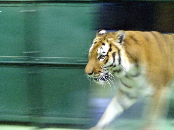 Отловленную в Хабаровском крае тигрицу выпустят в дикую природу