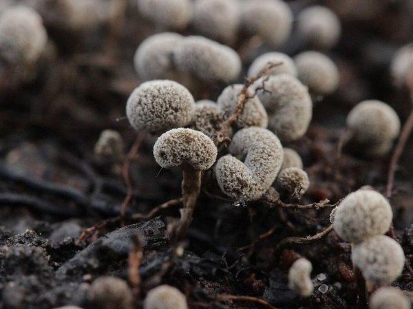 Странные пушистые грибы нашли в парке Петербурга