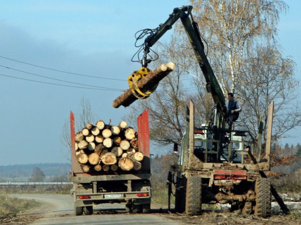 Учредитель фирмы дал взятку за возможность рубить лес в воинских частях