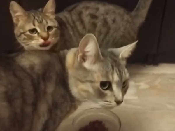 Спасенные от эфтаназии кошки бывшей жены Ефремова рискуют остаться на улице