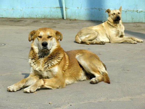 Житель Тверской области выколол глаза бродячей собаке