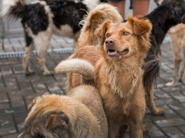 Академик из Стамбула предложил вариант сокращения численности бездомных собак в восемь раз