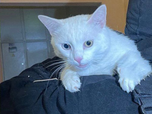 Выяснились подробности спасения кота в Щербинке: страдал от одиночества