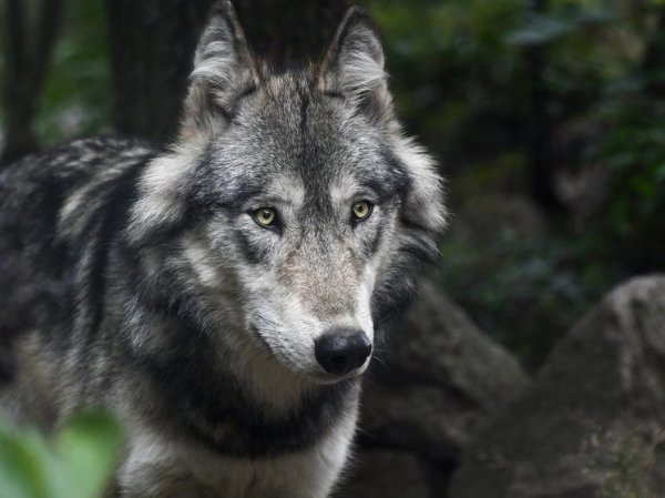Волки растерзали сразу 25 собак в российском селе