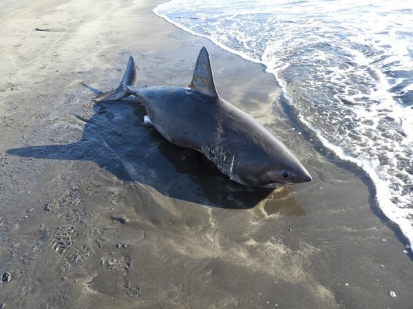 У берегов российского региона обнаружили рожавшую двухметровую акулу