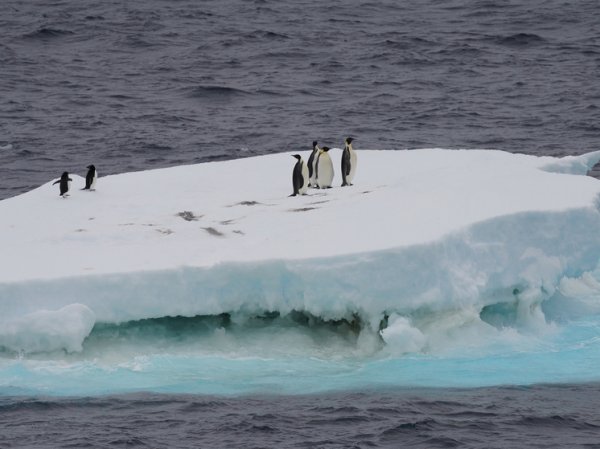 Ускорившееся таяние льда в Антарктиде встревожило ученых: «Резкий критический переход»