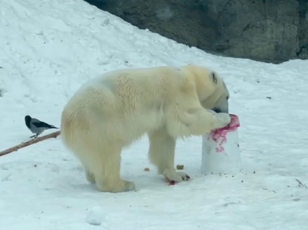 Сладкий и сытный торты: медведица из зоопарка получила необычные подарки