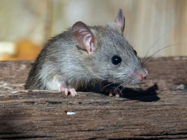 «Убил 116 мышей в своей квартире»: в Сокольниках москвичи пожаловались на грызунов