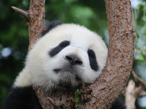 Родившаяся в Московском зоопарке панда впервые вышла "к людям"