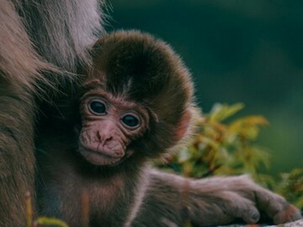 Раскрыта тайна беременности обезьяны, жившей в вольере без самцов