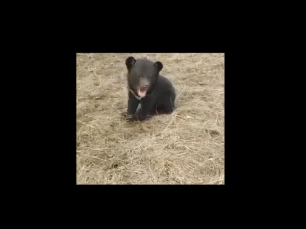 Спасённый в Приморье гималайский медвежонок вышел на первую прогулку и попал на видео