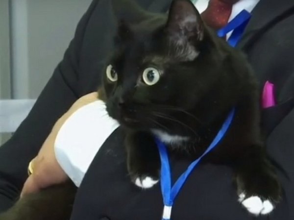 Черный кот дежурит на избирательном участке в российском регионе