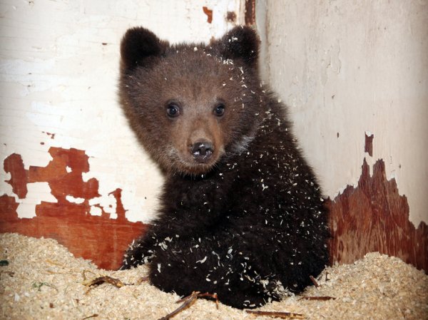Медведица-кукушка бросила трех медвежат – спасли добрые лесозаготовители