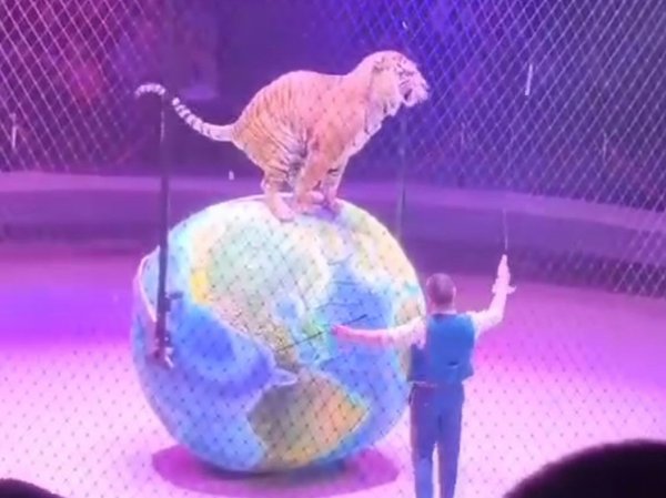 Российский тигр нагадил на США во время выступления в цирке