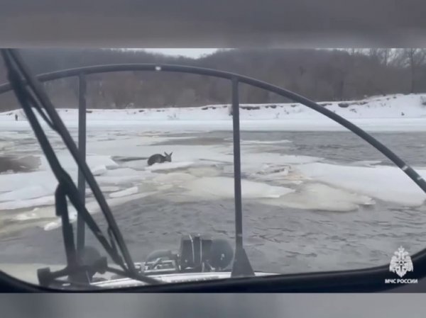 Под Тулой спасли дрейфовавшую на льдине обессилевшую косулю: видео