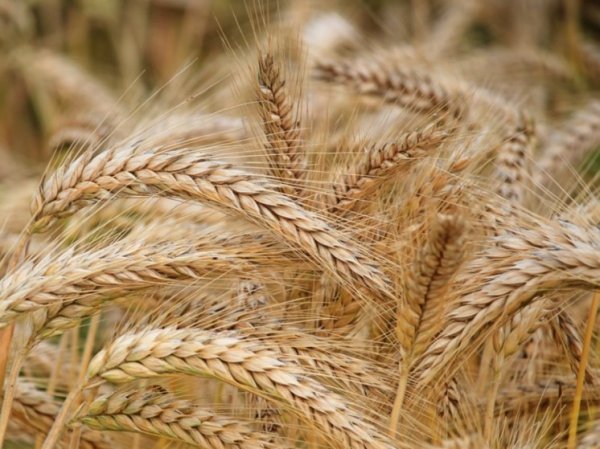 Страны Балтии, Польша и Чехия требуют запрета импорта зерна из РФ