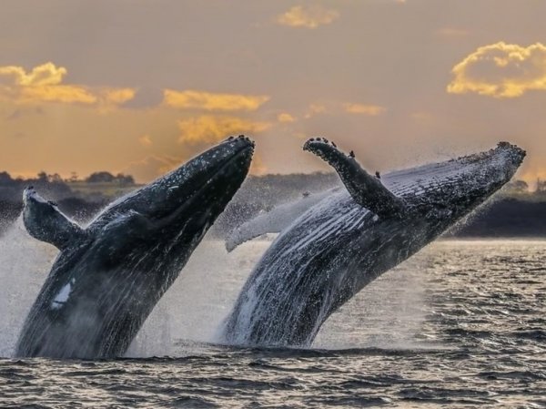 В Новой Зеландии потребовали признать китов личностями