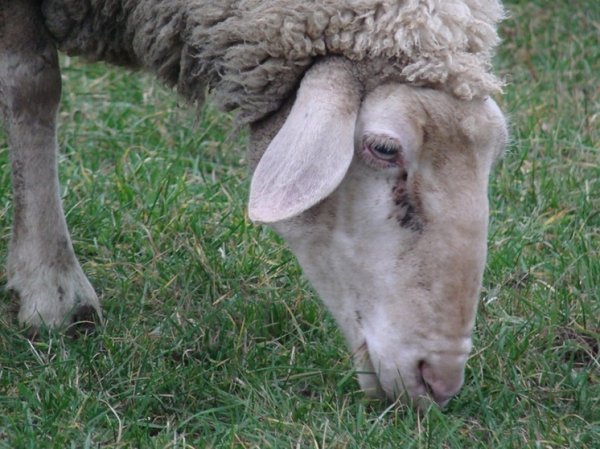 Стадо овец пересекло польско-украинскую границу, всполошив пограничников