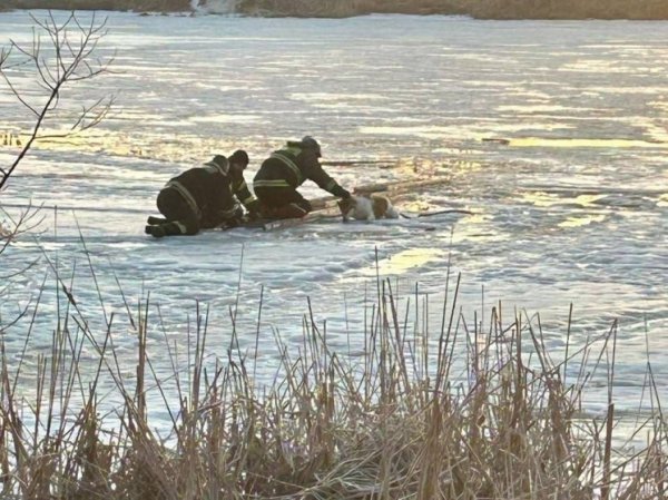 Сотрудники МЧС России спасли провалившуюся под лед собаку