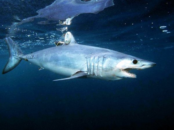 Быстрая и агрессивная акула держит в страхе сотни туристов