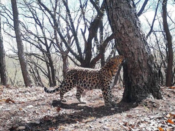 Дальневосточный леопард помыл попу перед камерой