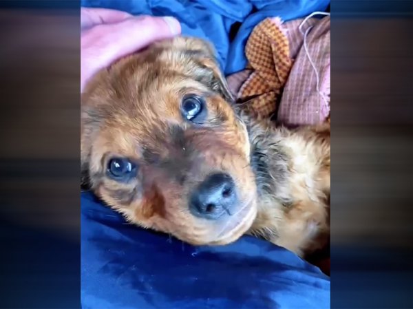 Появилось трогательное видео спасения собак, оставленных хозяевами в затопленном Орске