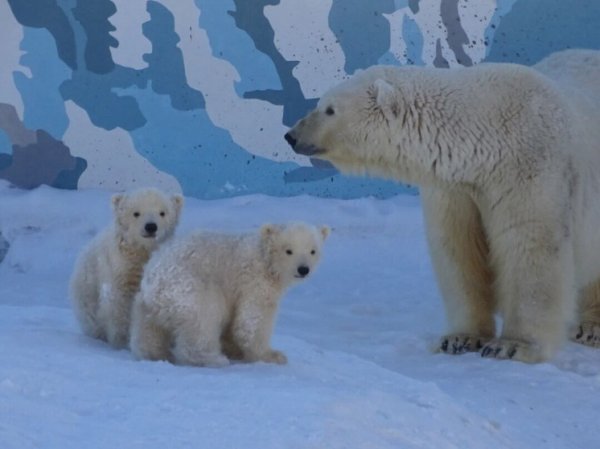 Двух белых медвежат из зоопарка «Орто-Дойду» назвали в честь якутских рек