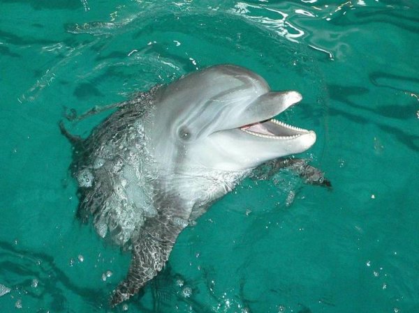 Власти Анапы проверят сообщения о массовой гибели дельфинов
