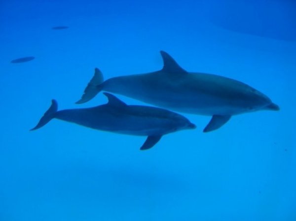 Стало известно о резком росте числа гибели черноморских дельфинов