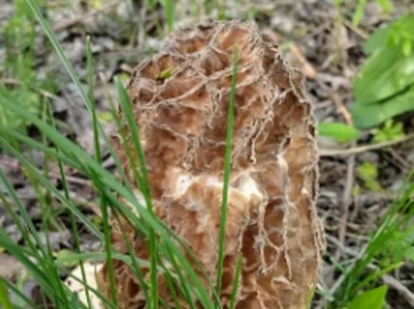 Эксперт раскрыл, как не отравиться грибами весной